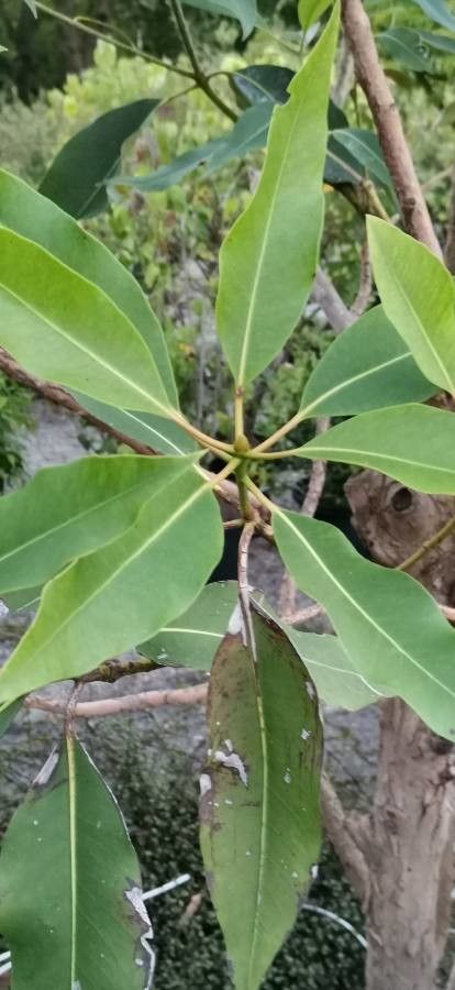 Lophostemon confertus leaf