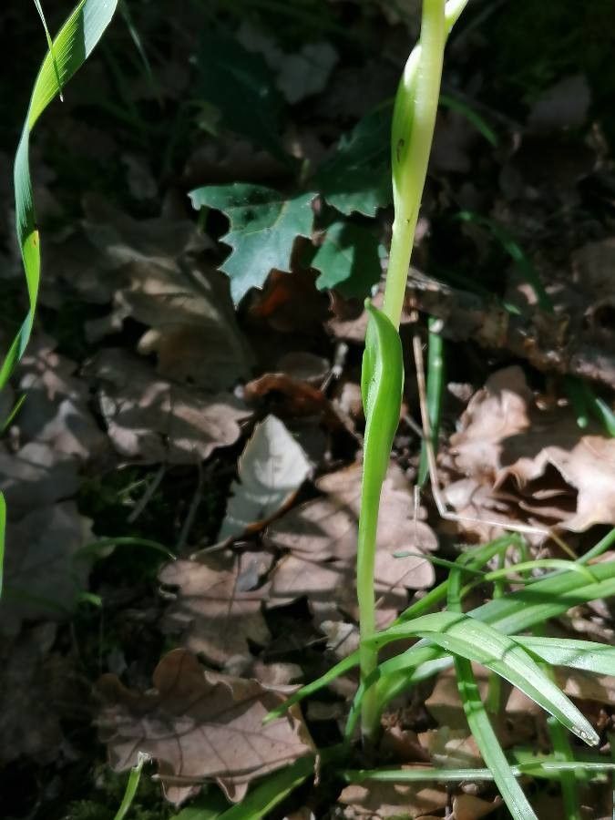 Serapias lingua leaf