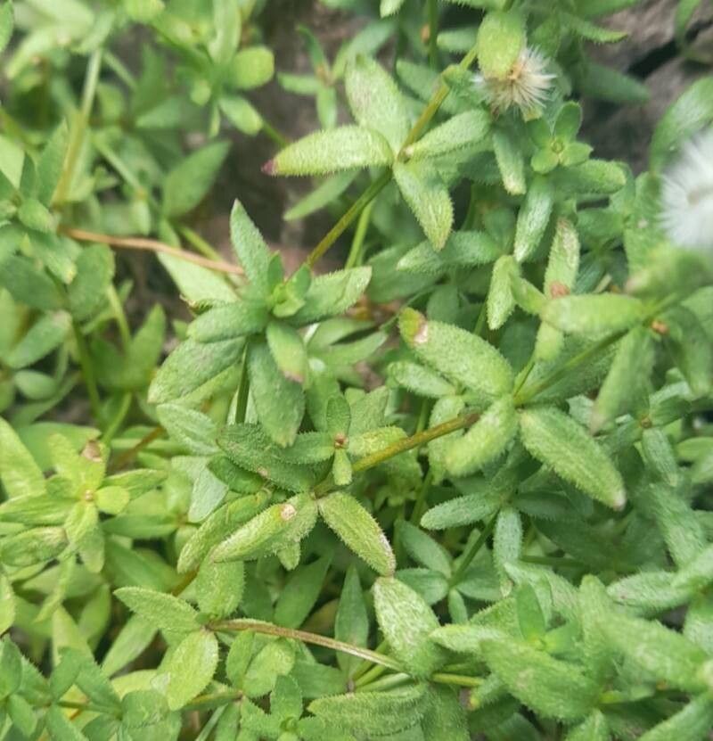 Galium eriocarpum — houseplant care guide