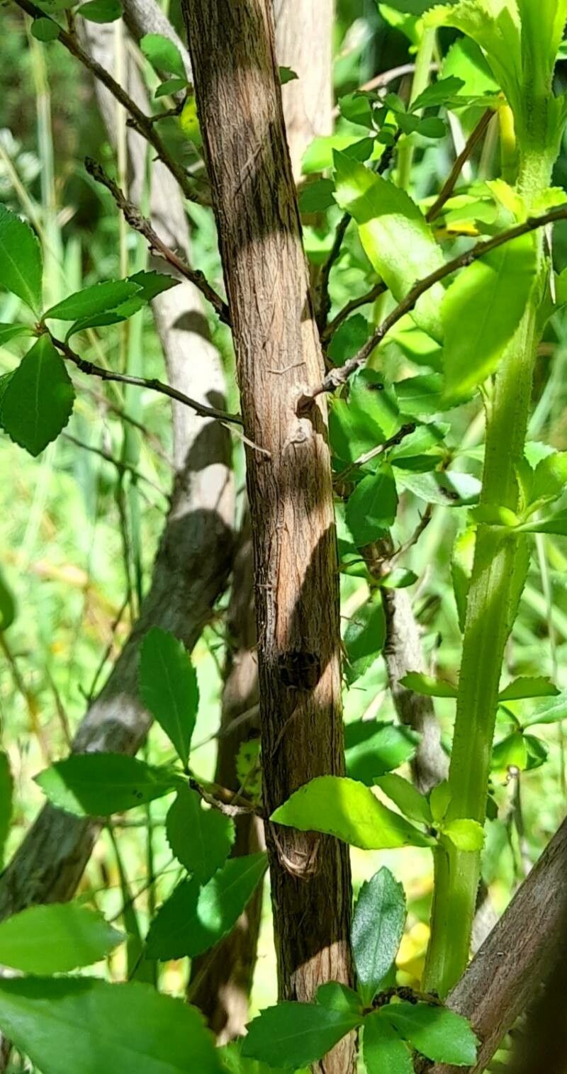 Escallonia leucantha bark