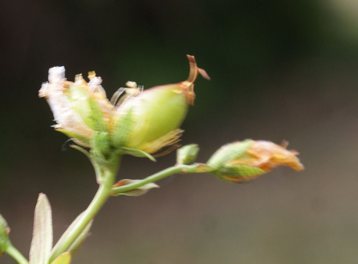 Hypericum australe fruit