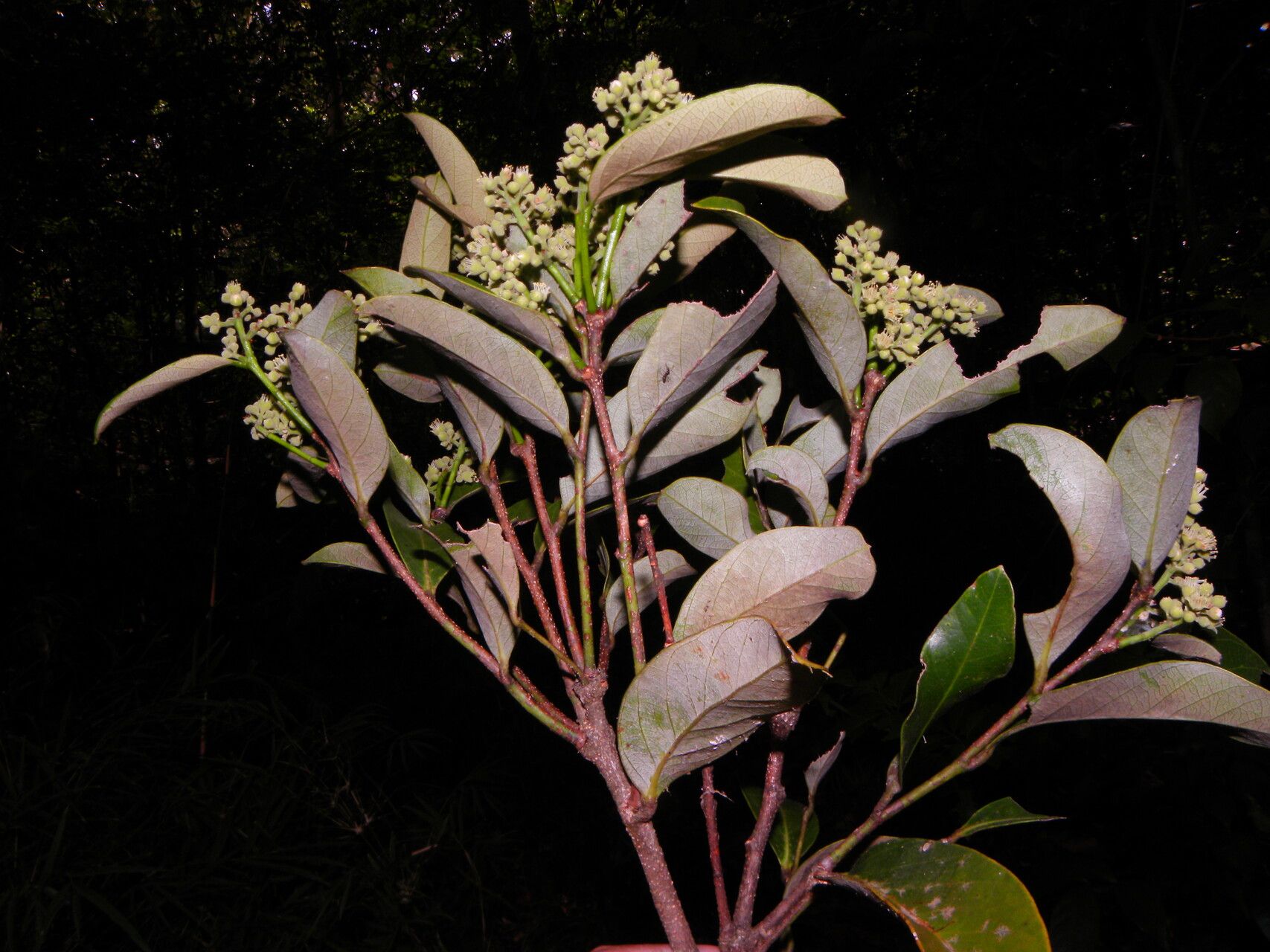 Licania riverae habit