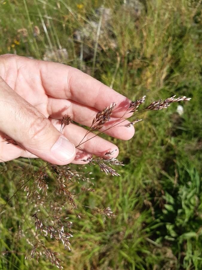 Tridens flavus fruit