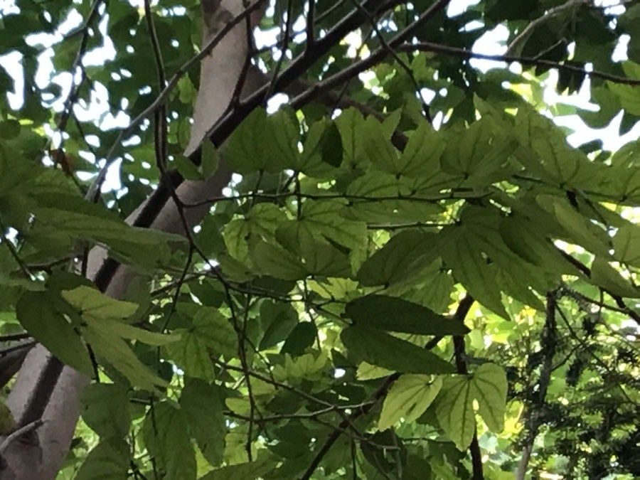 Bauhinia tomentosa — search result for 'Zimbabwe'