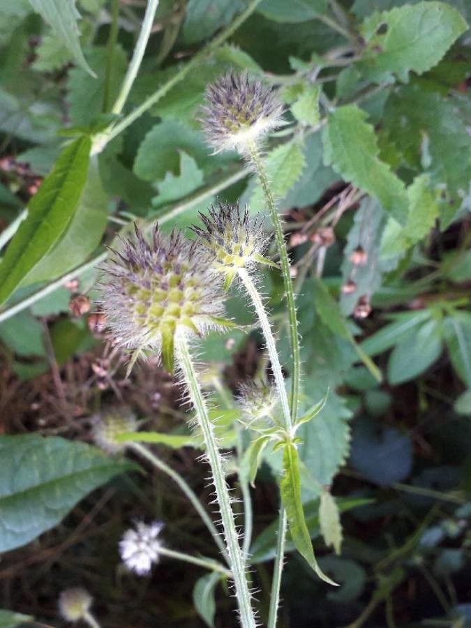 Dipsacus pilosus fruit