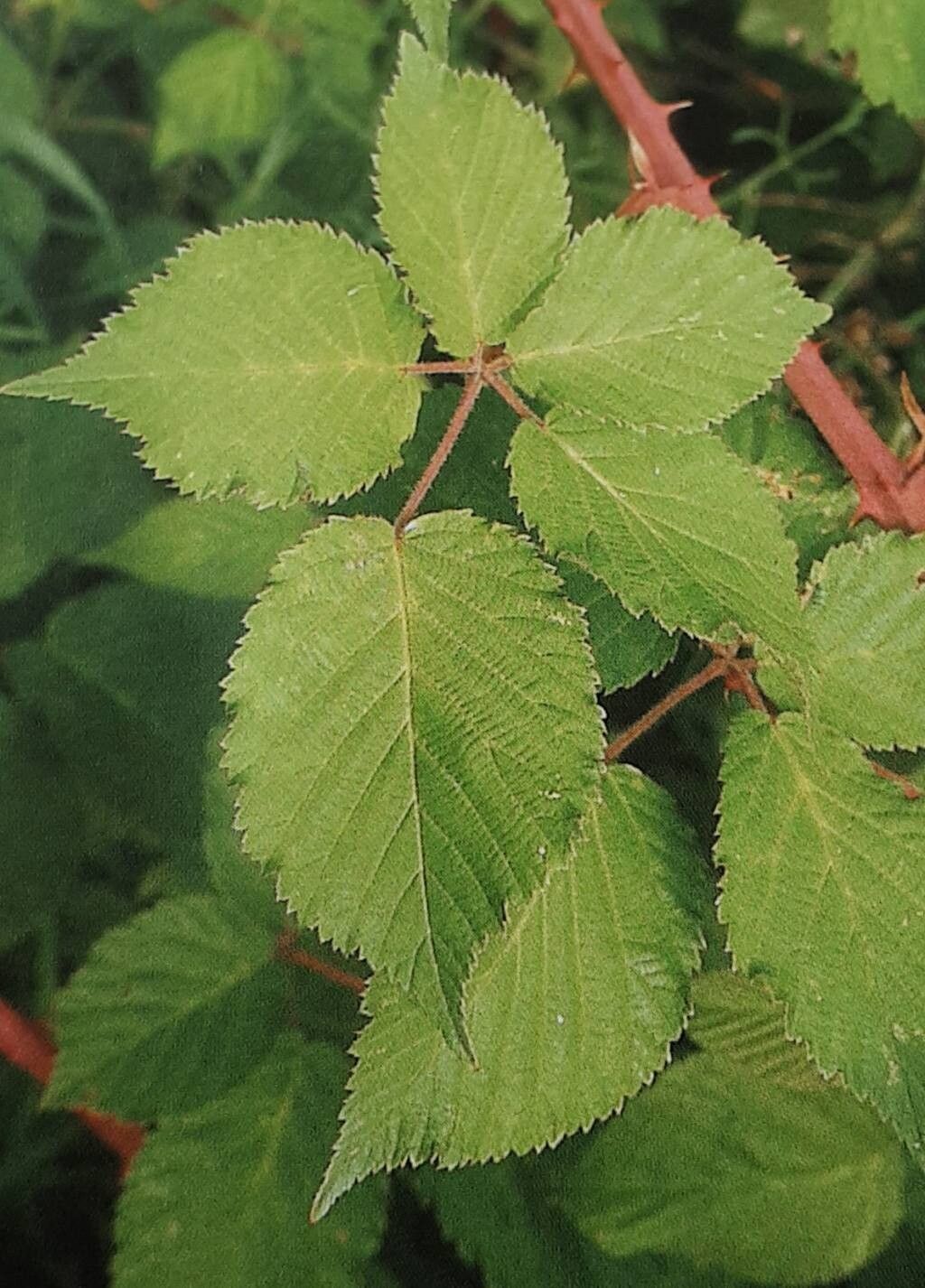 Rubus leucandrus — houseplant care guide
