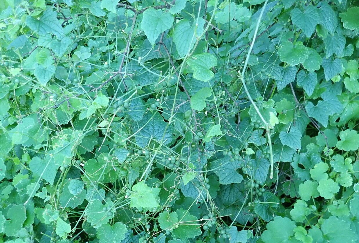Zehneria scabra habit