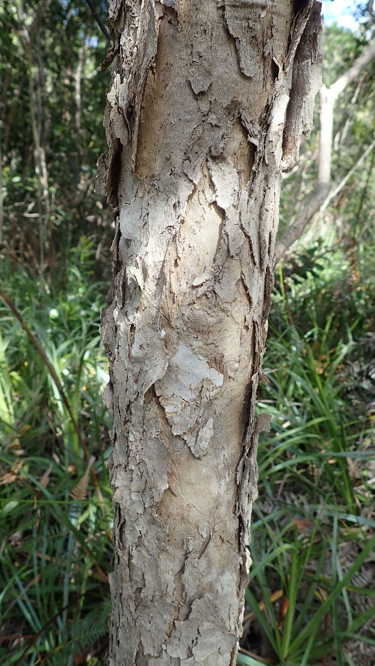 Tristaniopsis capitulata bark