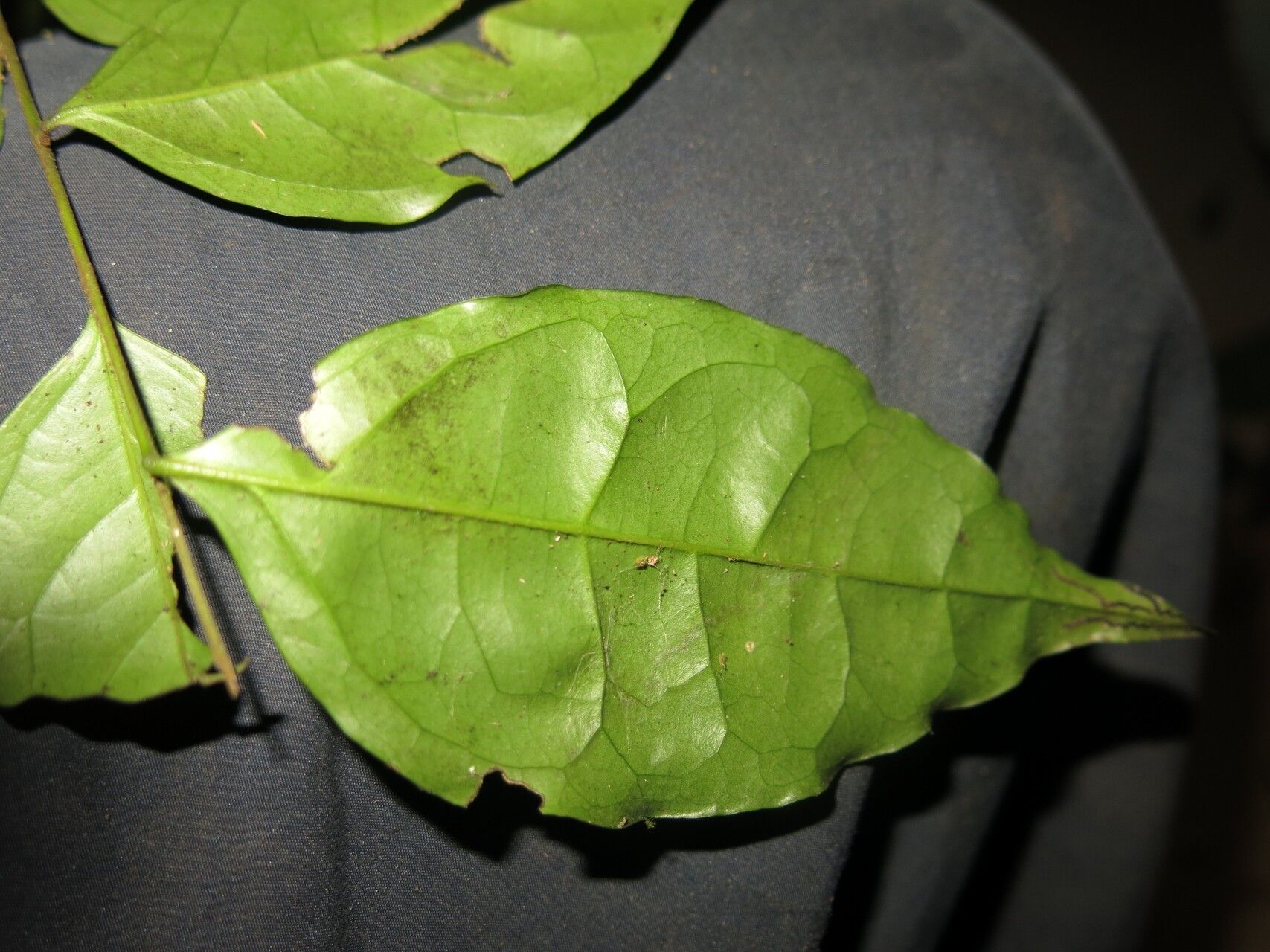 Diospyros vermoesenii — houseplant care guide