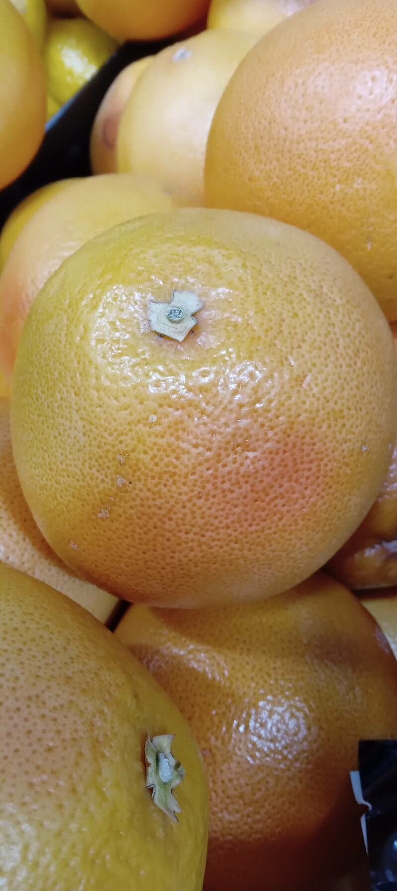 Citrus paradisi fruit