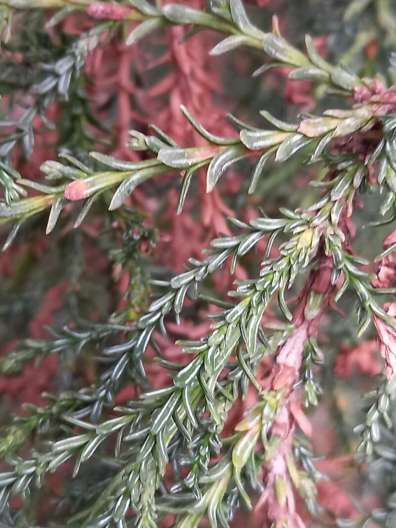 Fitzroya cupressoides — search result for 'Chile'