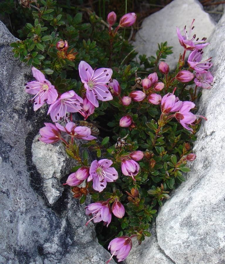 Rhodothamnus chamaecistus flower