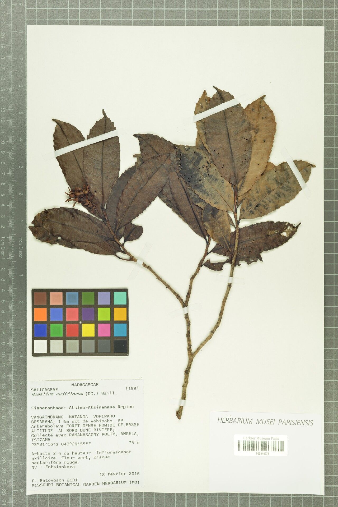 Homalium nudiflorum — houseplant care guide