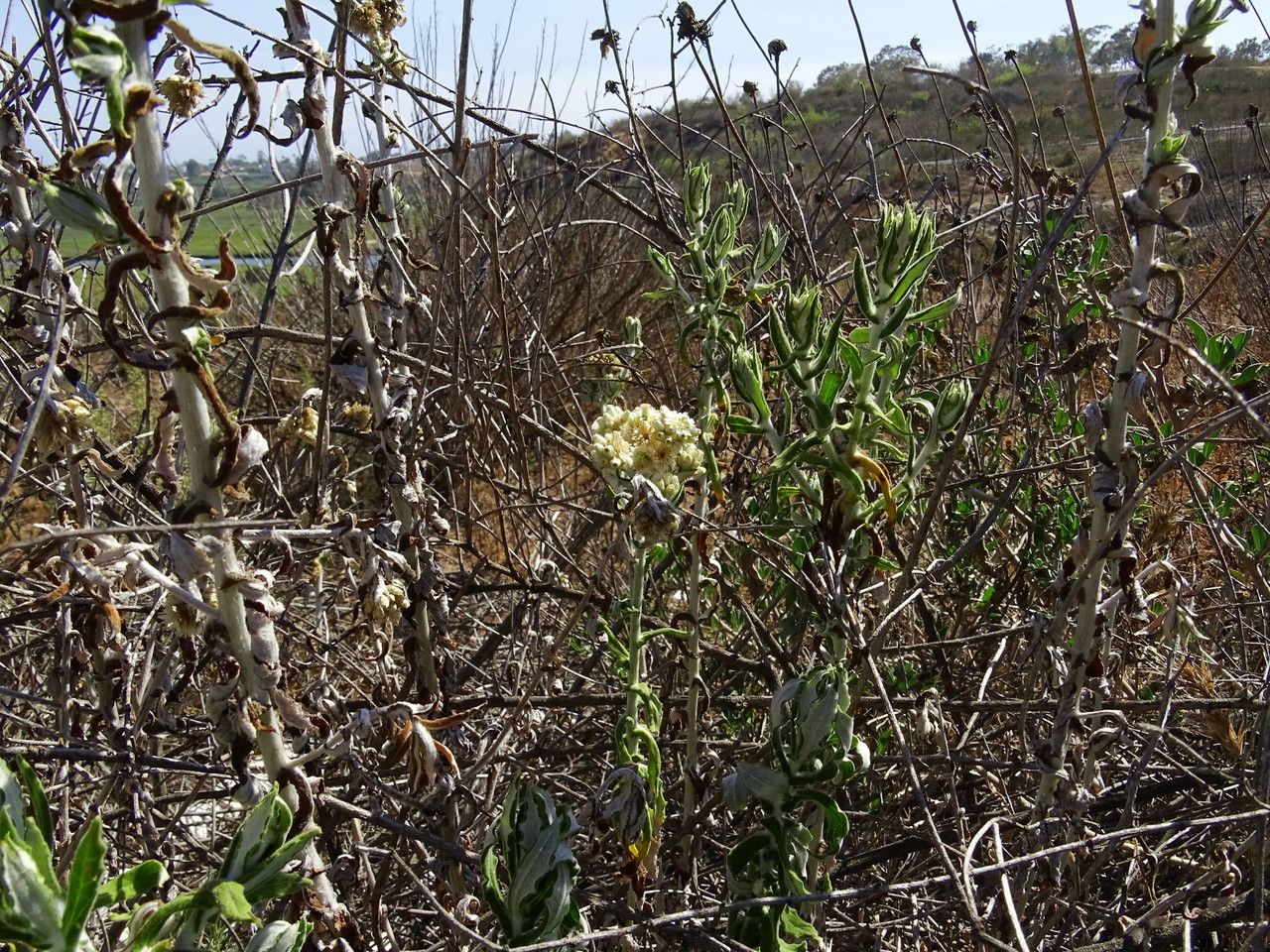 Pseudognaphalium biolettii habit