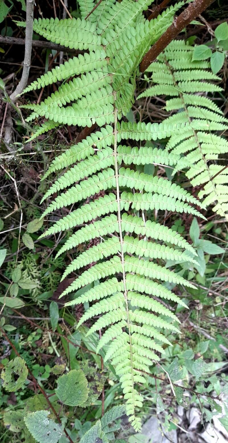 Polystichum platyphyllum leaf