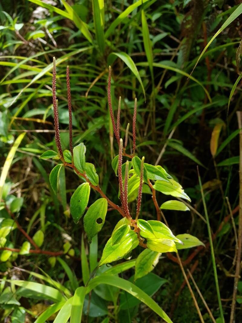 Peperomia elata flower