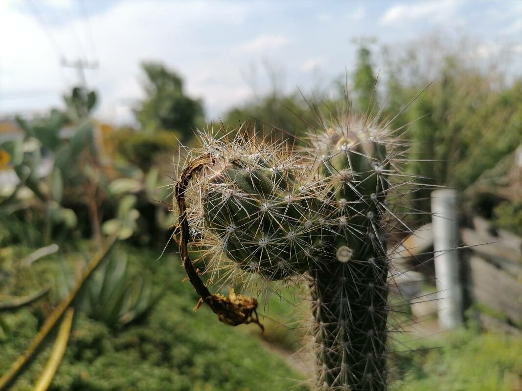 Pilosocereus gaumeri other