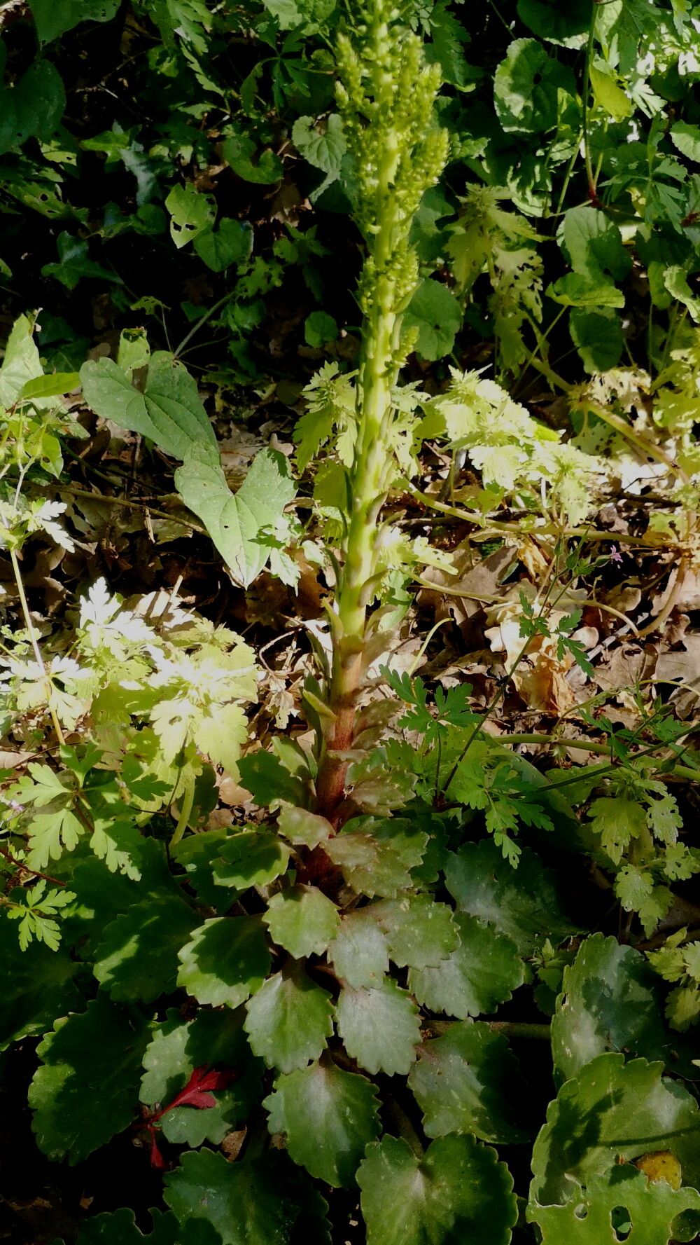 Umbilicus heylandianus flower