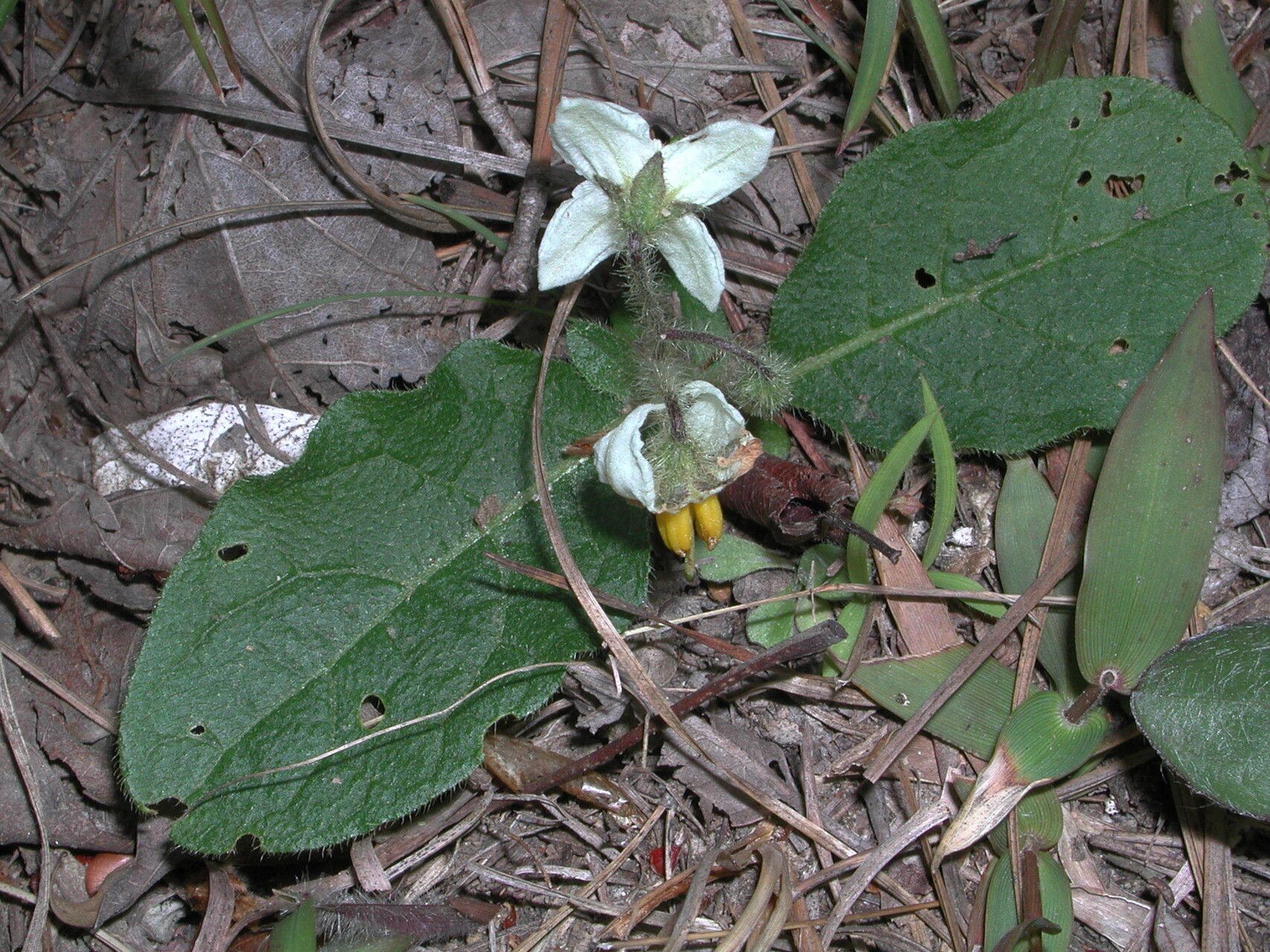 Solanum pumilum habit