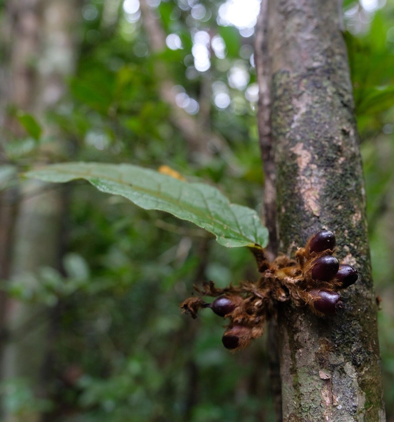 Vitex hirsutissima — houseplant care guide