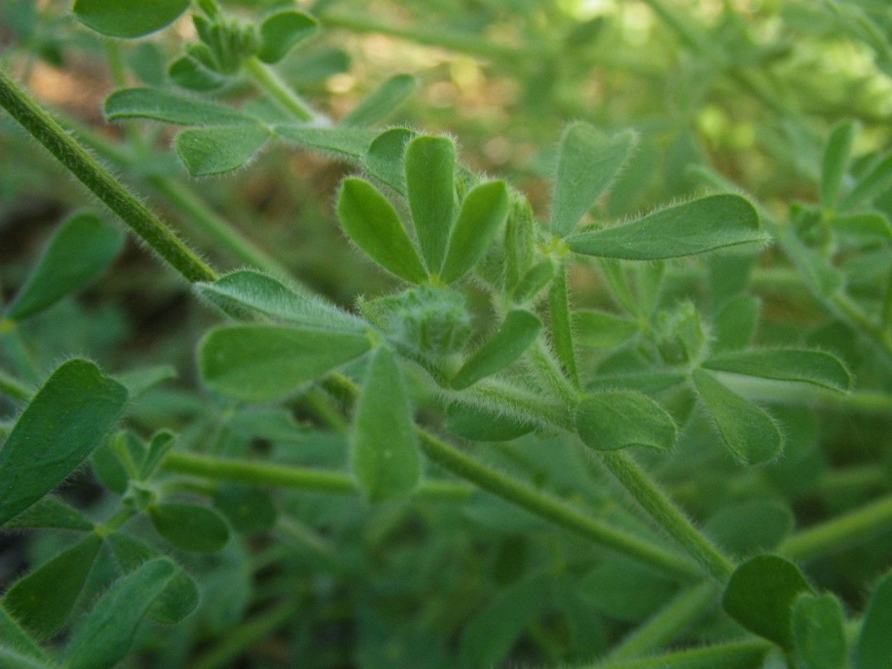 Lotus campylocladus leaf