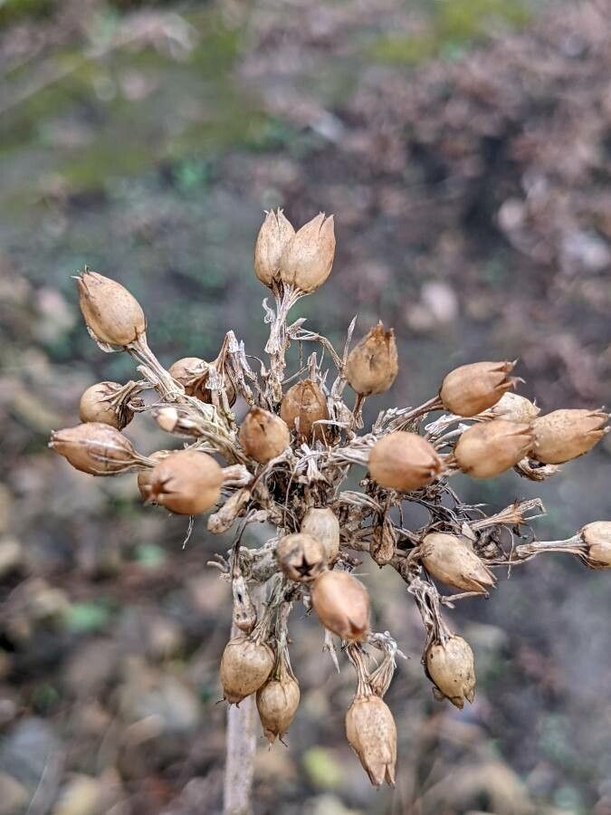 Lychnis chalcedonica fruit