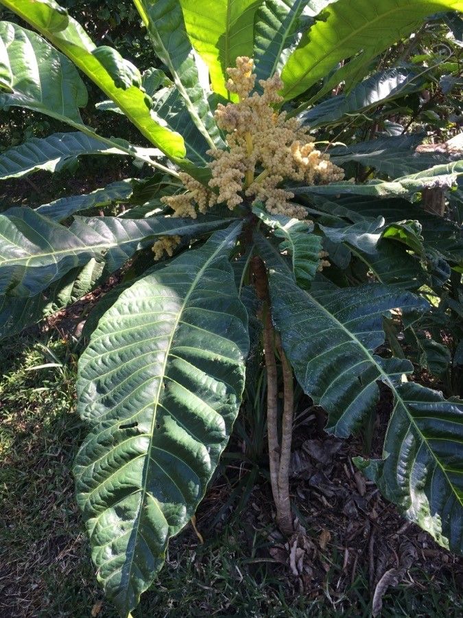 Meryta balansae — related species from the same genus