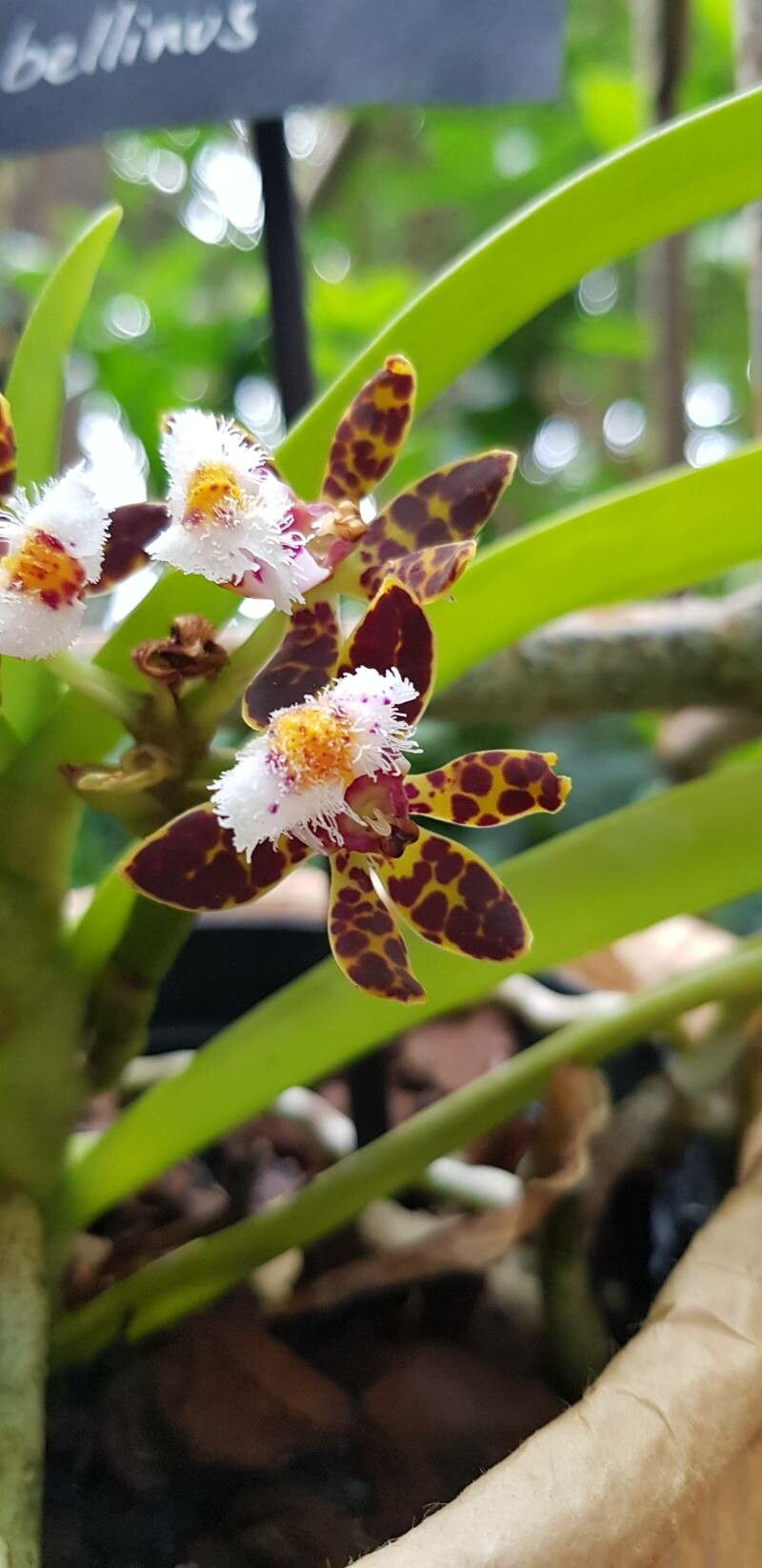 Gastrochilus bellinus flower