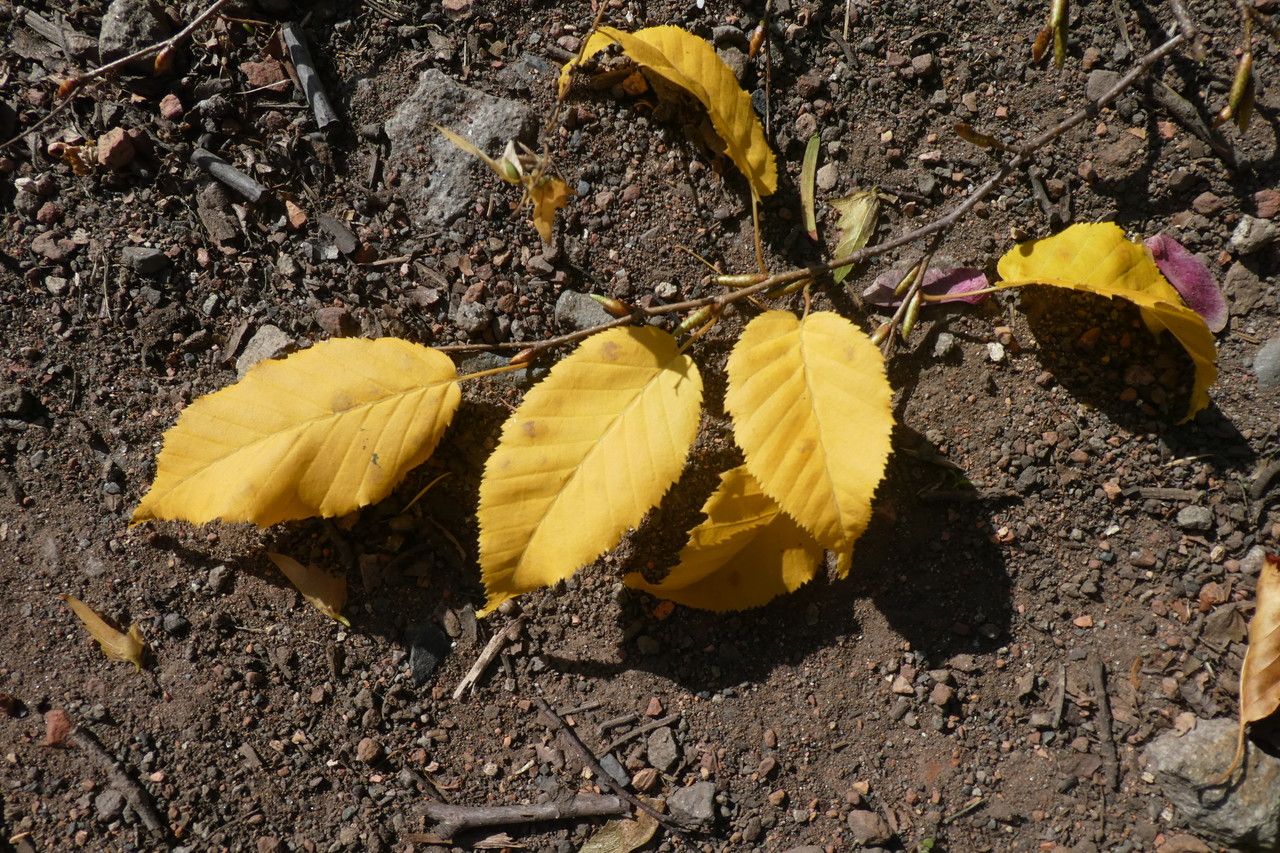 Carpinus laxiflora — search result for 'Carpinus'