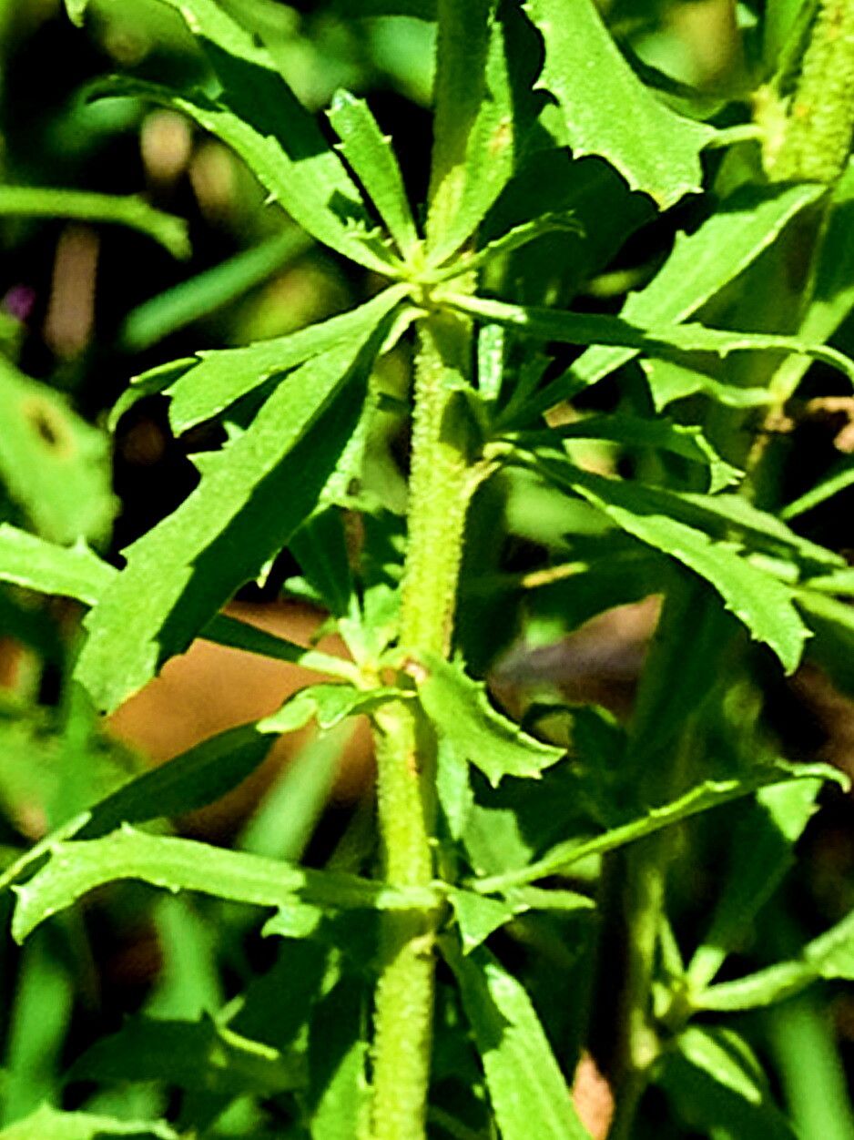 Isocoma veneta — houseplant care guide