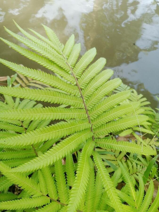 Sphaerostephanos unitus — houseplant care guide