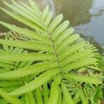 Sphaerostephanos unitus