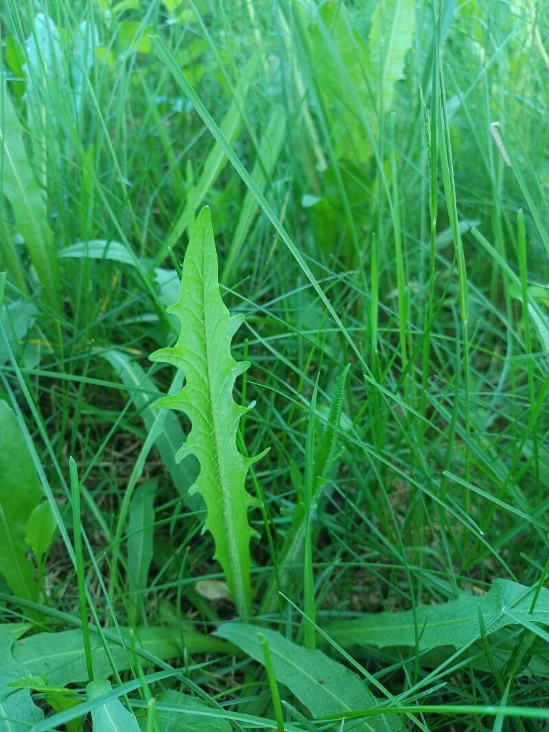 Leontodon autumnalis leaf