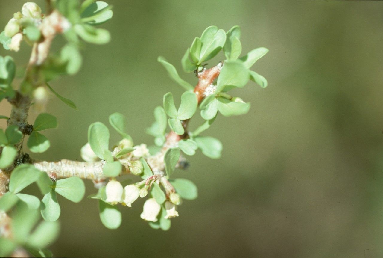 Jatropha cuneata flower