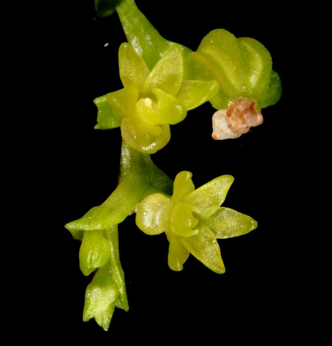 Taeniophyllum rudolfii flower