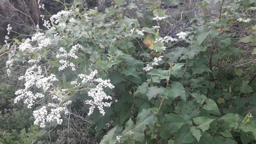 Fagopyrum cymosum flower