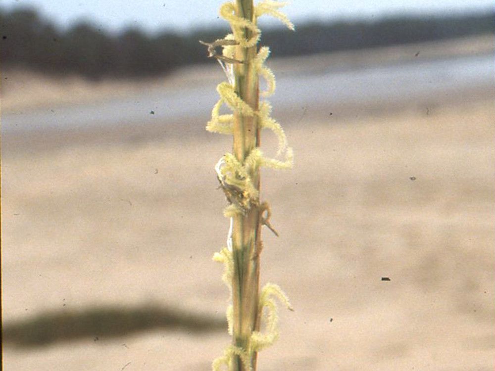 Spartina maritima bark