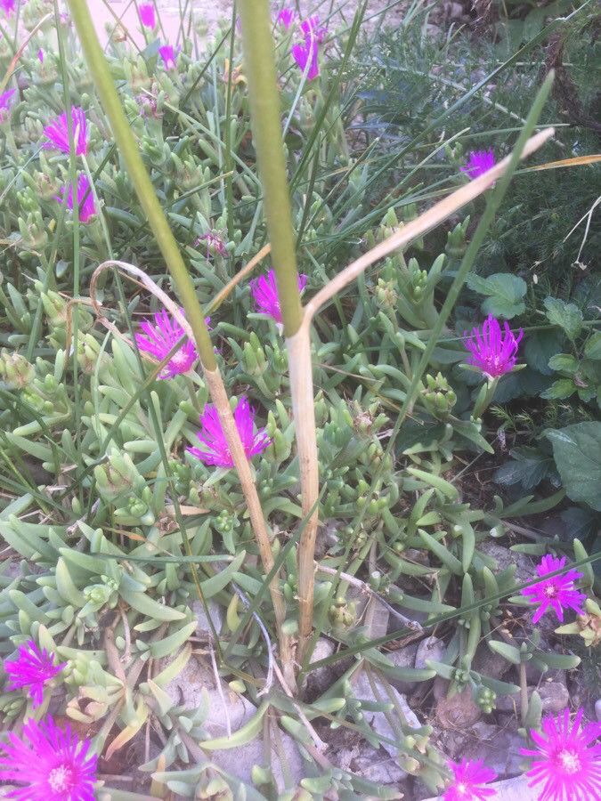 Allium paniculatum leaf