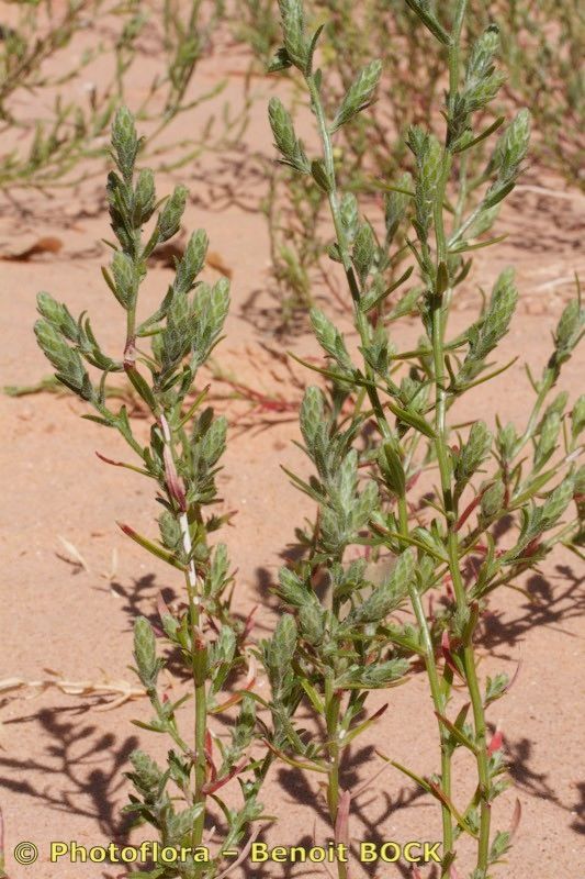 Corispermum gallicum habit