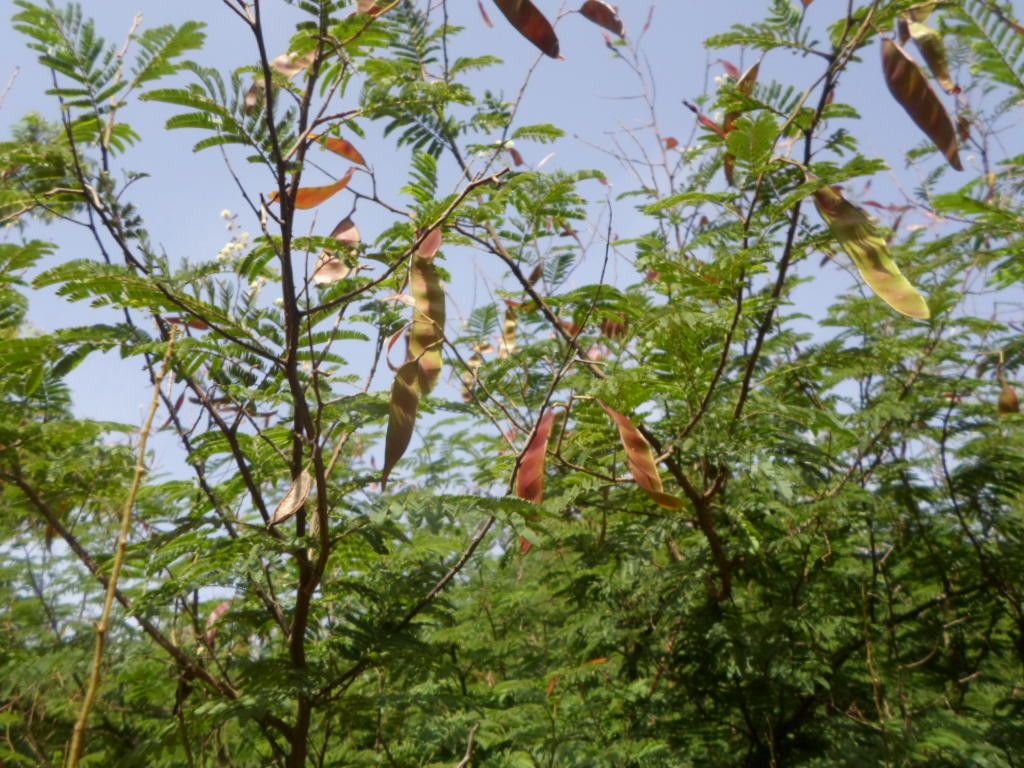 Acacia erythrocalyx — houseplant care guide