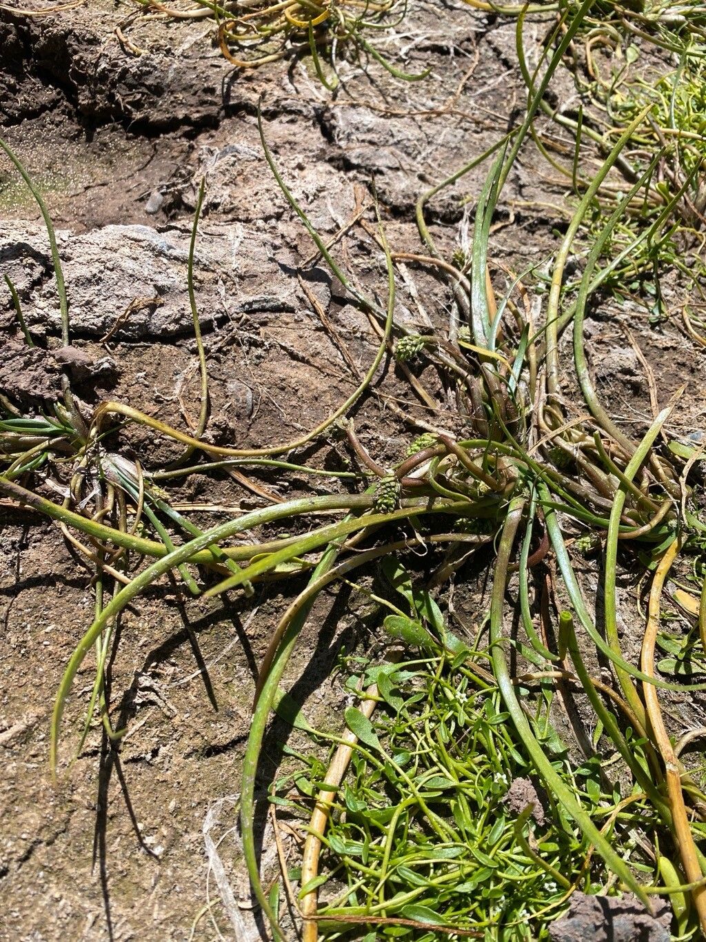 Triglochin scilloides fruit