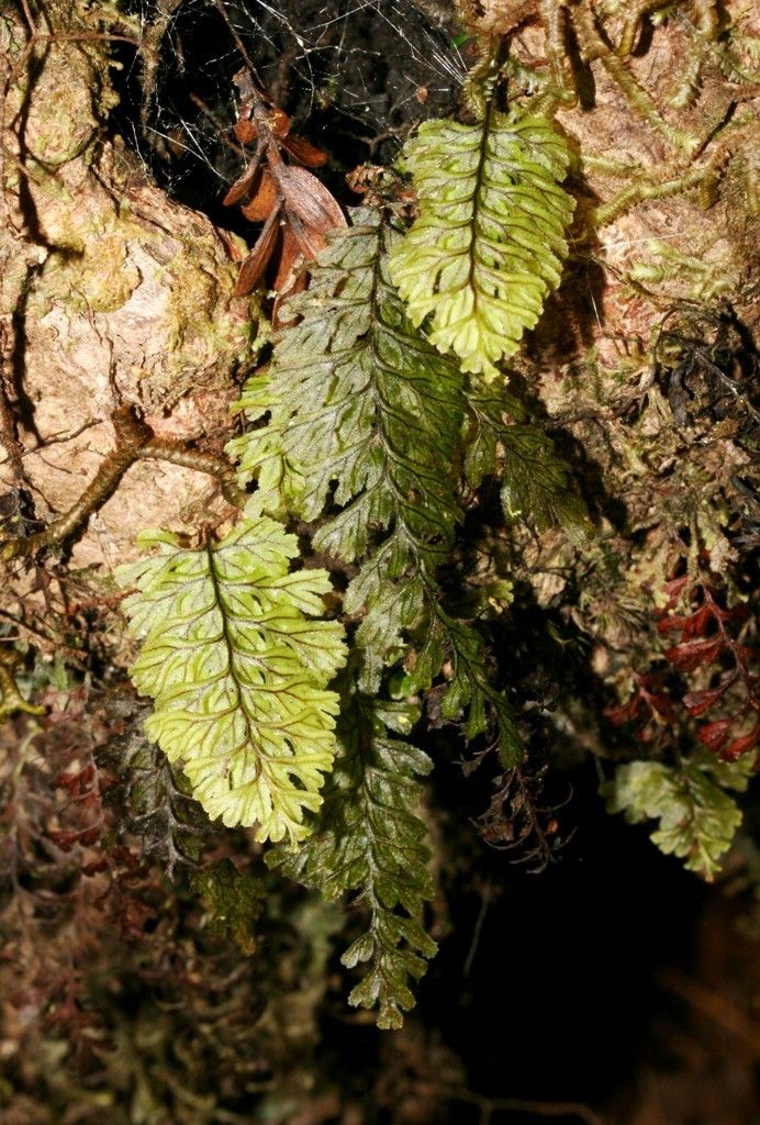 Hymenophyllum dimidiatum habit