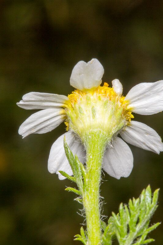 Anthemis secundiramea bark