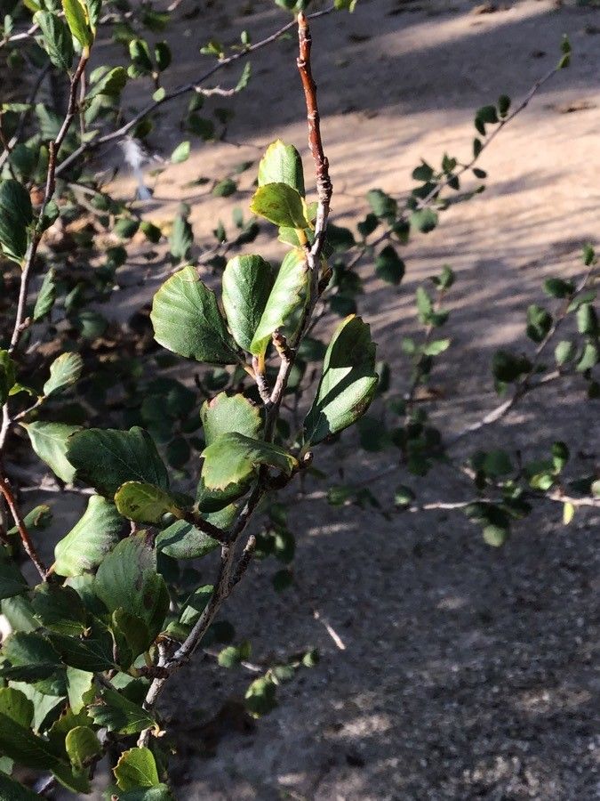 Cercocarpus montanus — houseplant care guide