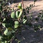 Cercocarpus montanus