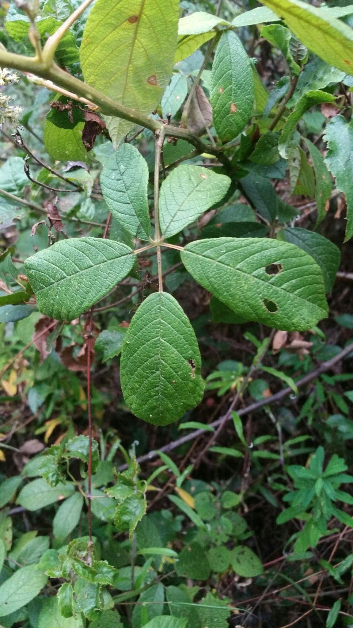 Rubus malagassus — houseplant care guide