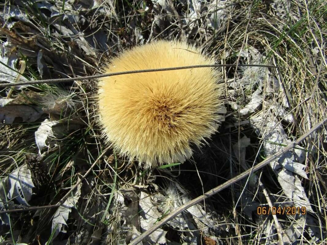 Carlina acanthifolia fruit