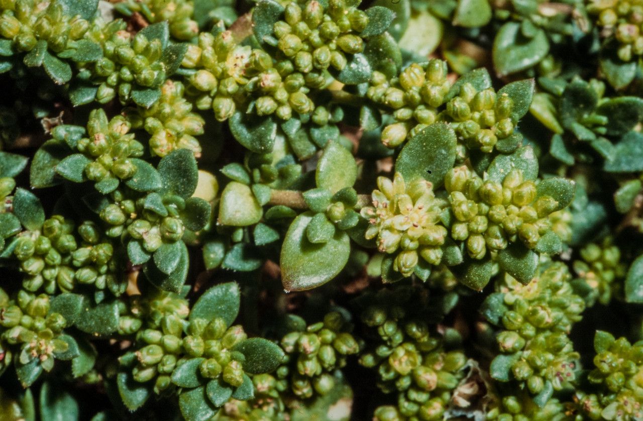 Herniaria ciliolata flower