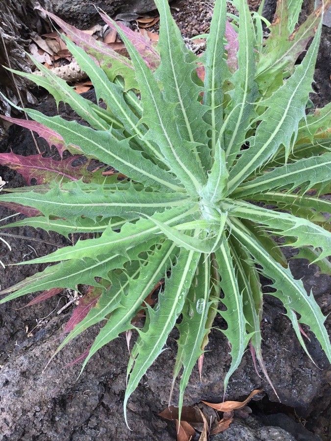 Sonchus platylepis — houseplant care guide