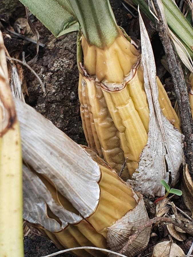 Eulophia petersii other